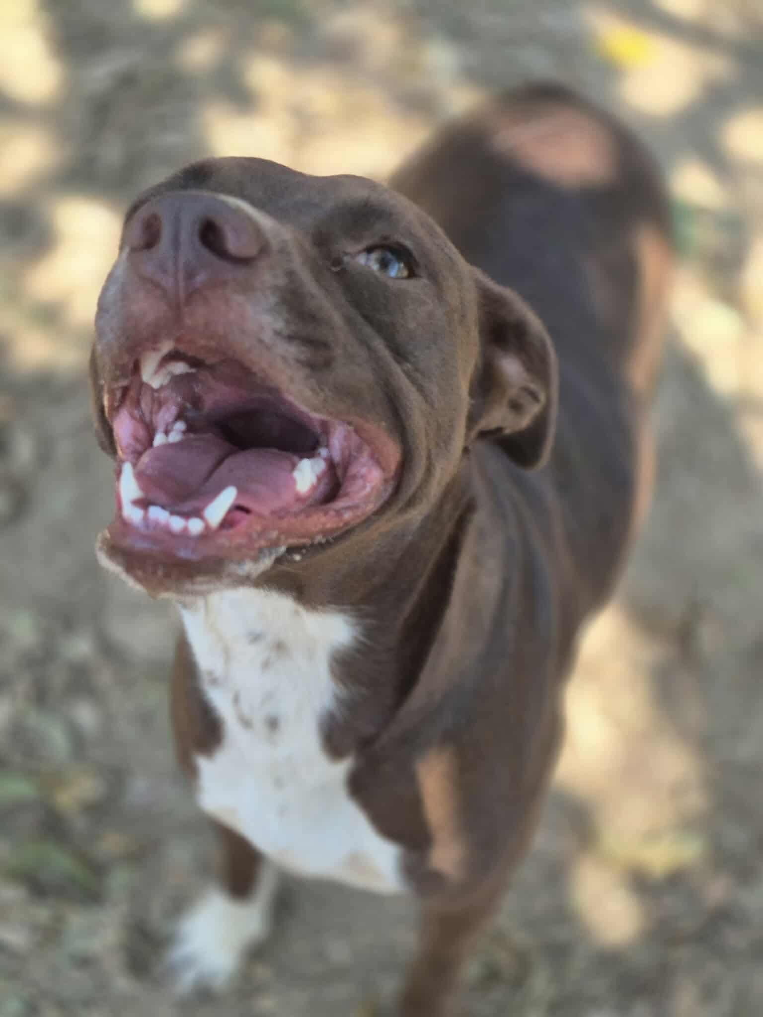 Chili, a Adoptable mixed breed in Dover, AR image 3/3