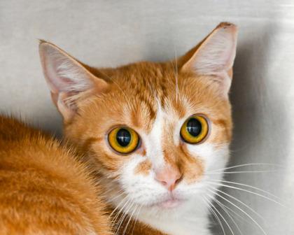 Dash, Adoptable, Adult Female Domestic Short Hair.