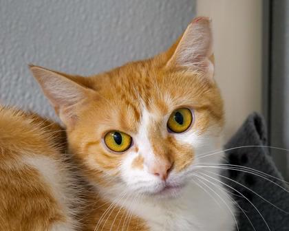 Enlarge Dash, a Adoptable Domestic Short Hair in West Seneca, NY image 1/3