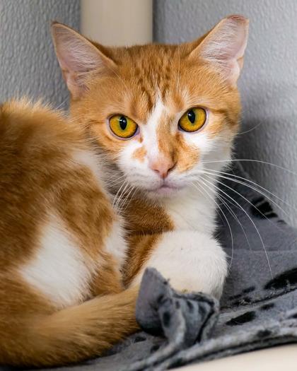 Enlarge Dash, a Adoptable Domestic Short Hair in West Seneca, NY image 2/3