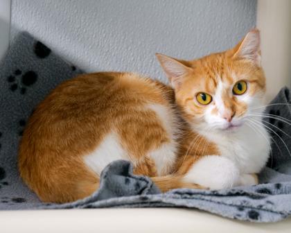 Enlarge Dash, a Adoptable Domestic Short Hair in West Seneca, NY image 3/3