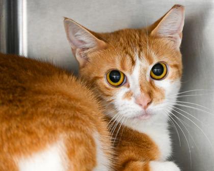 Enlarge Dash, a Adoptable Domestic Short Hair in West Seneca, NY image 2/3