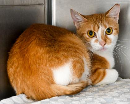 Enlarge Dash, a Adoptable Domestic Short Hair in West Seneca, NY image 3/3