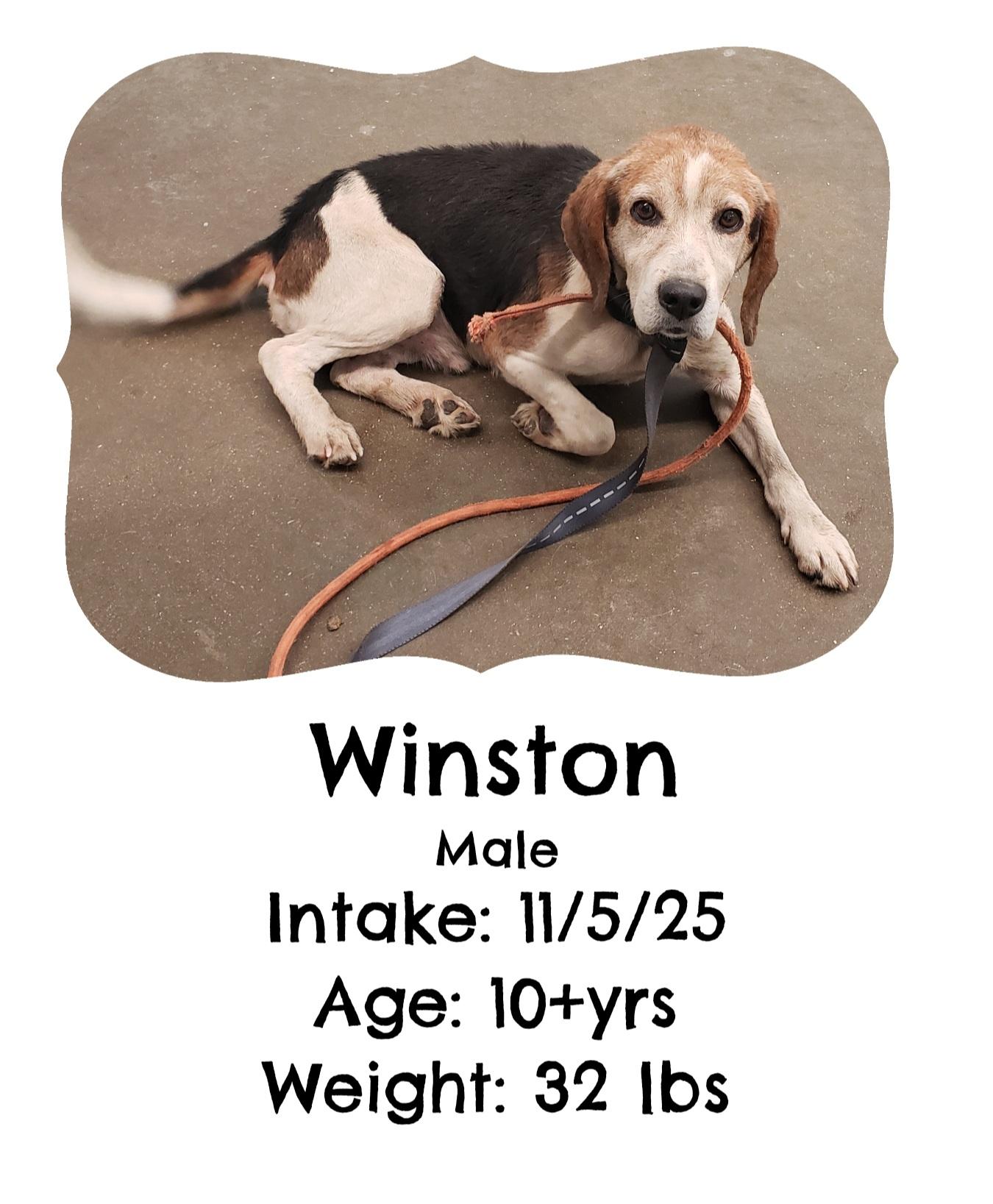 Winston, Adoptable, Senior Male Beagle.