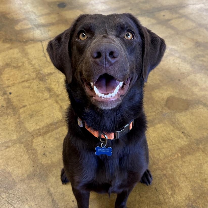 Molly, Adopted, Young Female Chocolate Labrador Retriever.