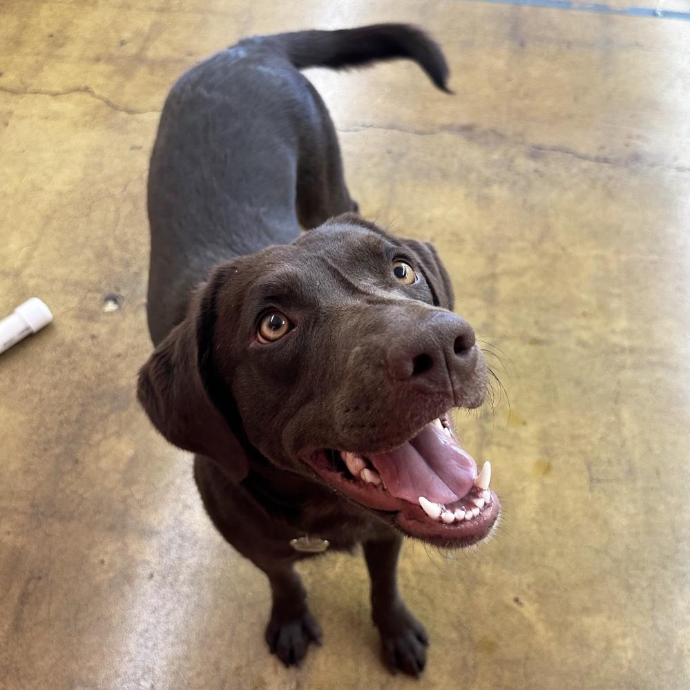 Molly, a Adopted mixed breed in Holladay, UT image 3/6
