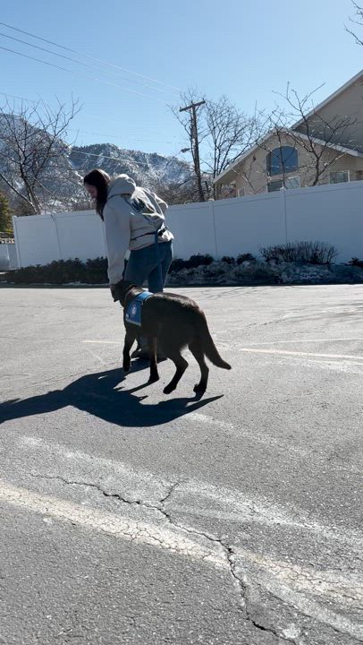 Enlarge Molly, a Adopted mixed breed in Holladay, UT video 6/6