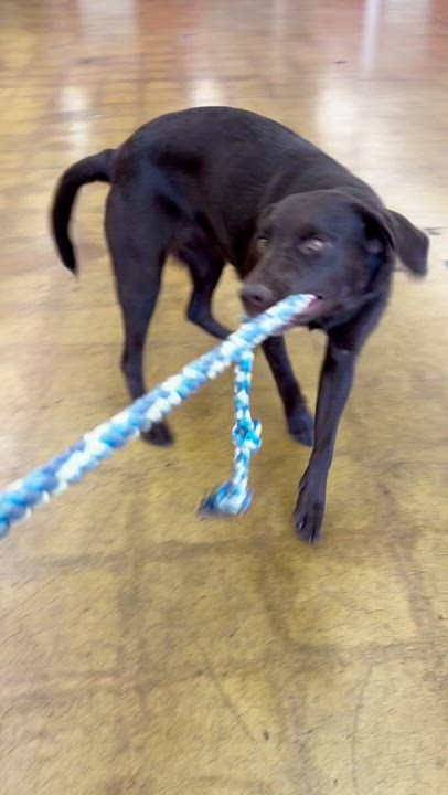 Enlarge Molly, a Adopted mixed breed in Holladay, UT video 4/6