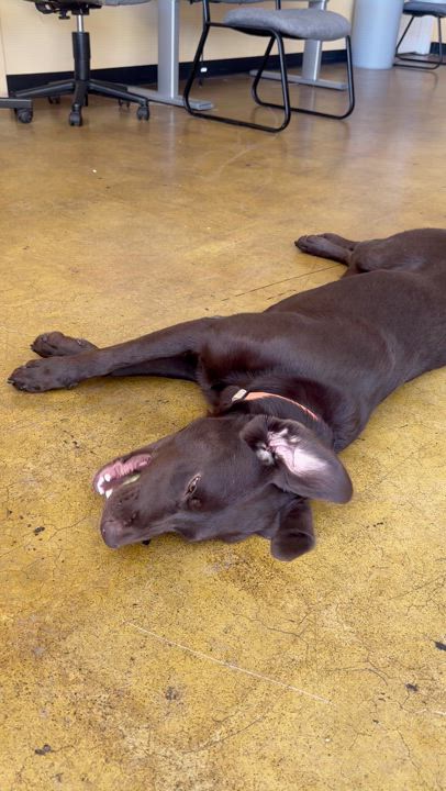 Enlarge Molly, a Adopted mixed breed in Holladay, UT video 5/6