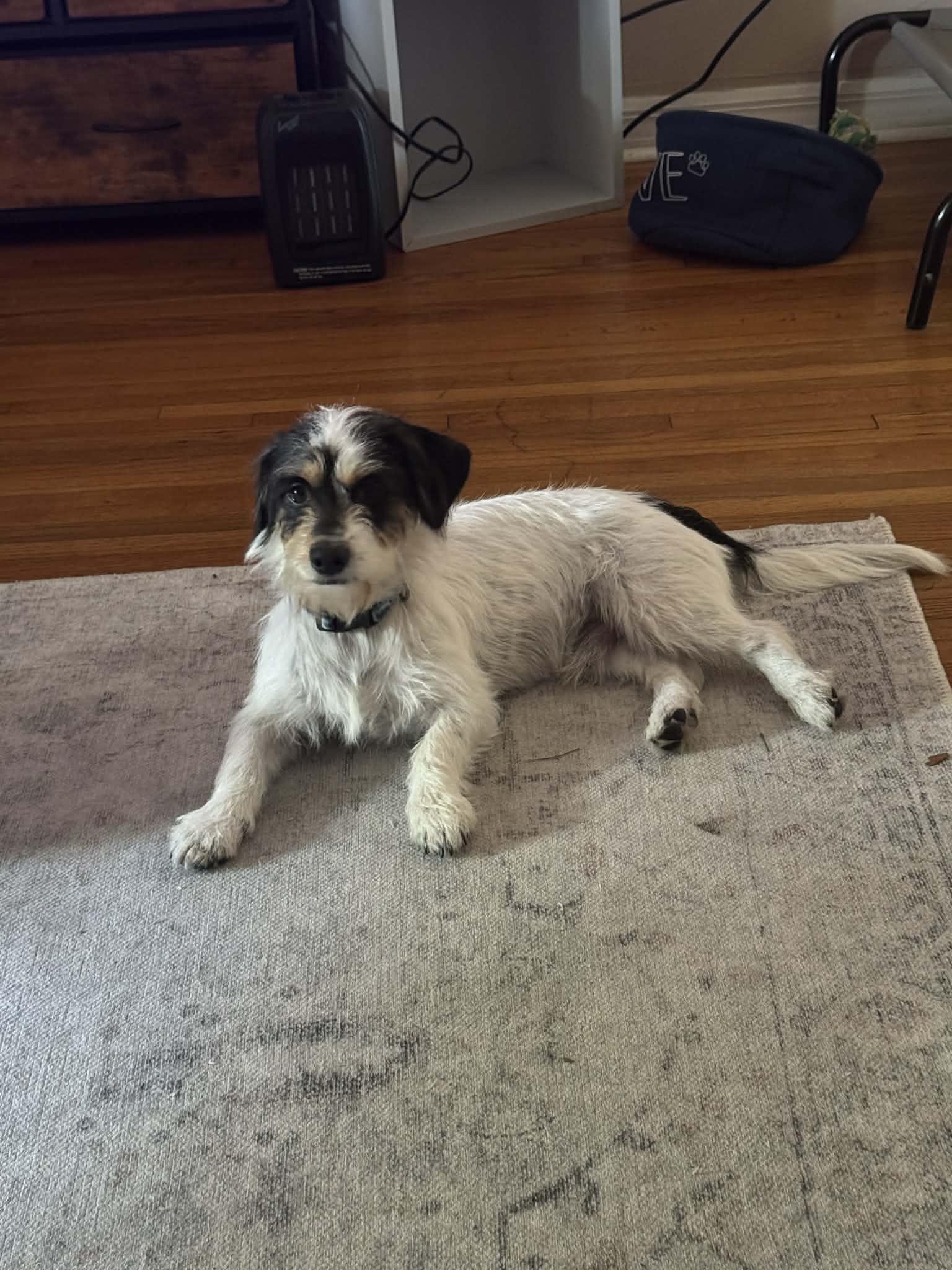 Enlarge Poppy, a ADOPTABLE mixed breed in Loxahatchee, FL image 2/3