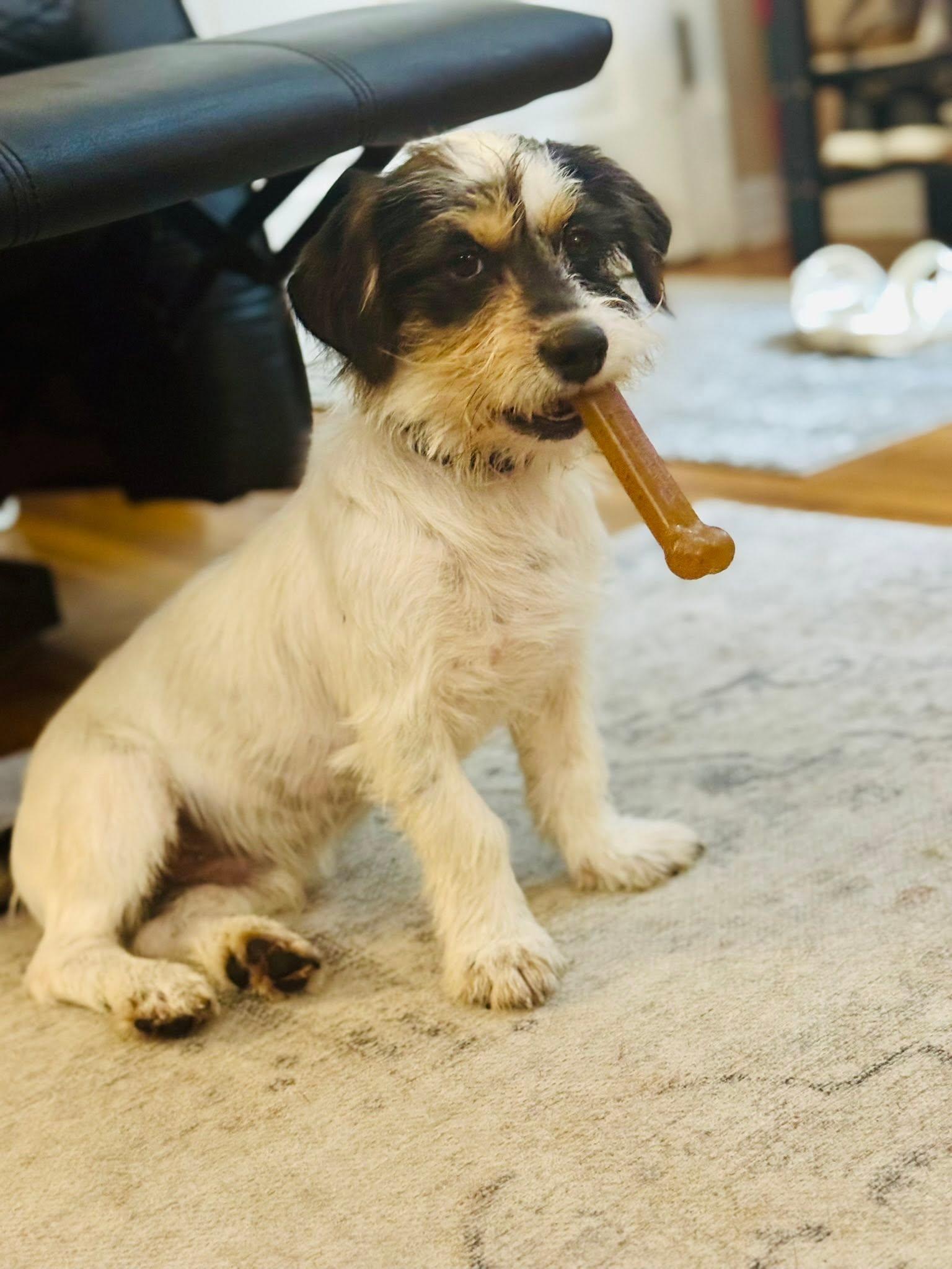 Enlarge Poppy, a ADOPTABLE mixed breed in Loxahatchee, FL image 1/3