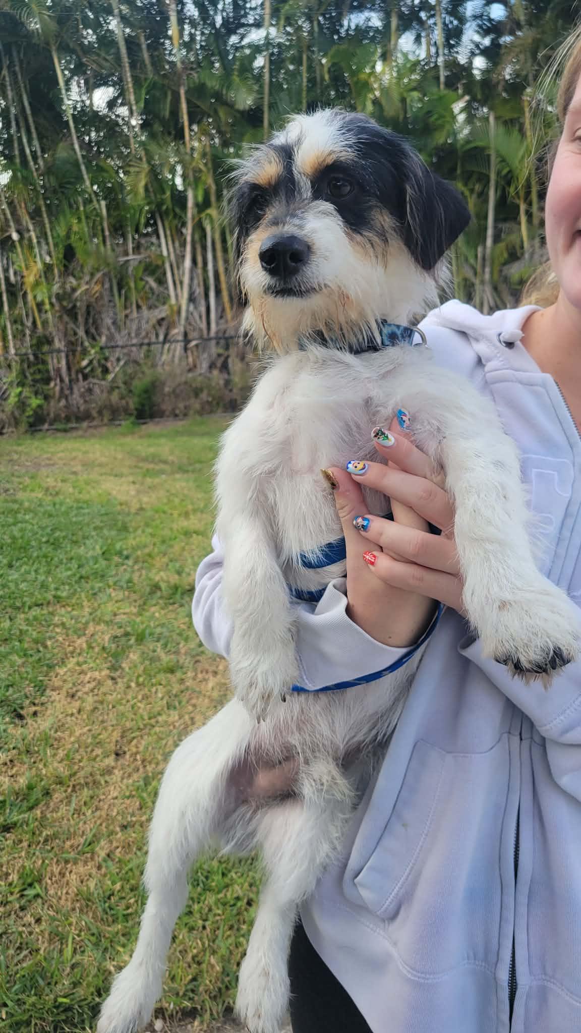 Enlarge Poppy, a ADOPTABLE mixed breed in Loxahatchee, FL image 3/3