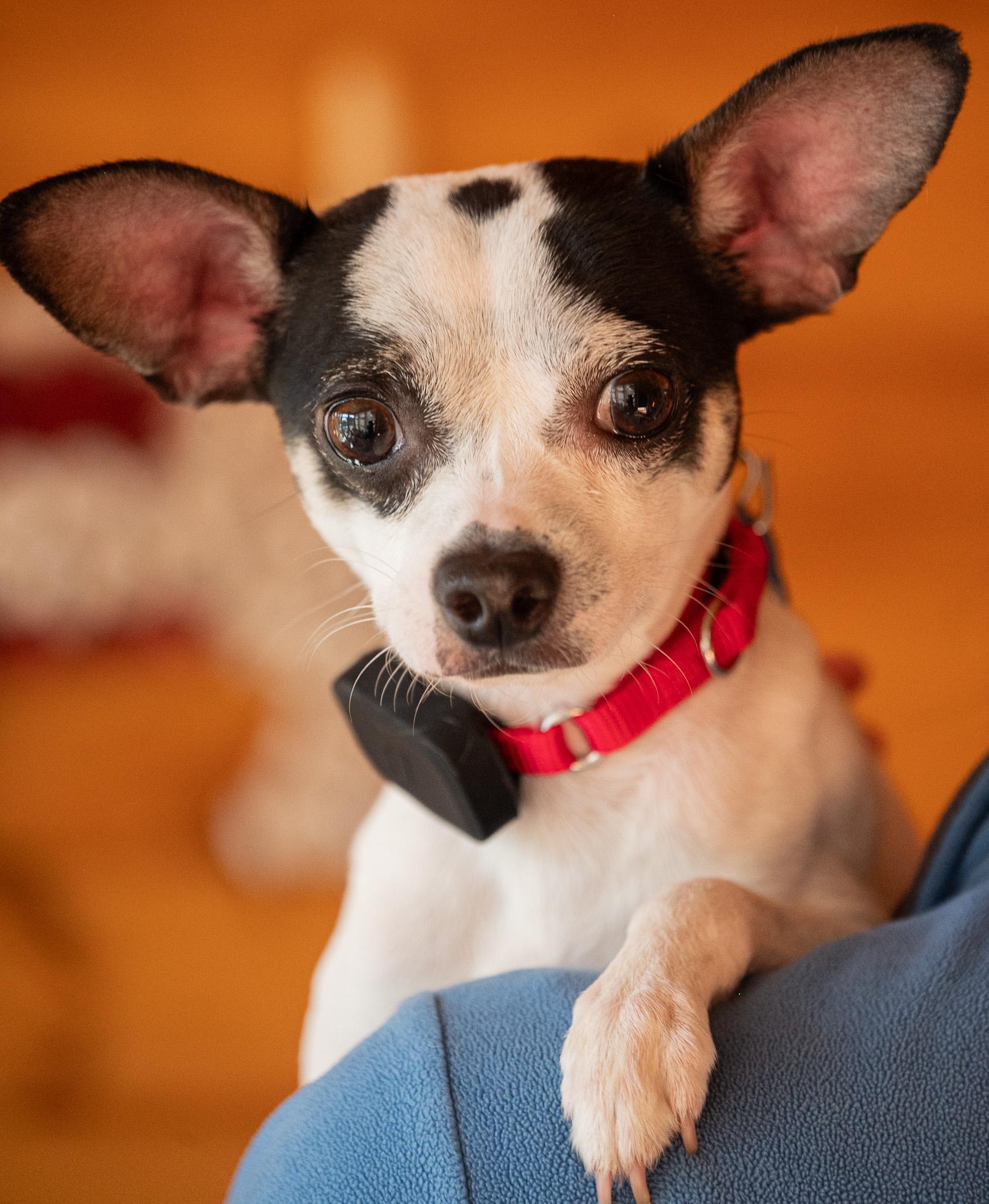 Rex, a ADOPTABLE mixed breed in Hopkinton, MA image 1/6