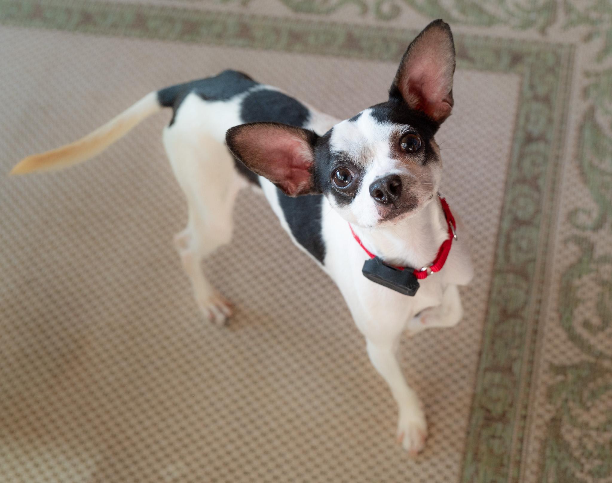Rex, a ADOPTABLE mixed breed in Hopkinton, MA image 2/6