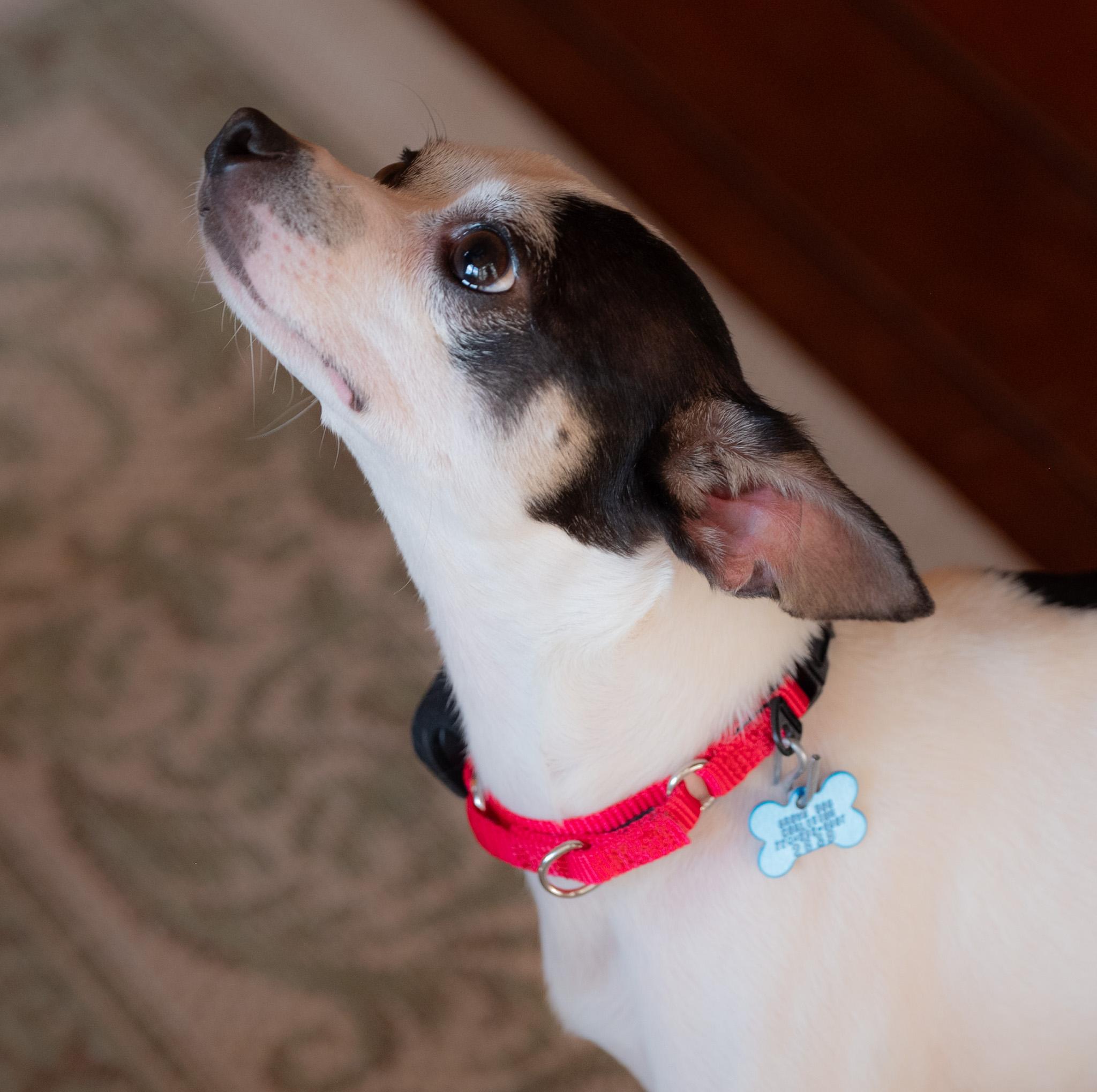Rex, a ADOPTABLE mixed breed in Hopkinton, MA image 3/6