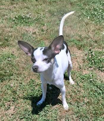 Rex, a ADOPTABLE mixed breed in Hopkinton, MA image 6/6