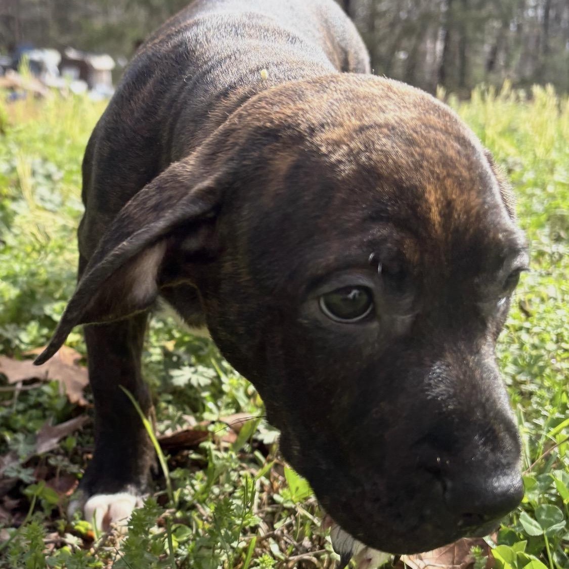 Enlarge Layla, a Adoptable mixed breed in Roanoke, VA image 2/5