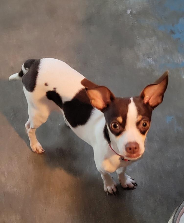 Rita, Adoptable, Young Female Chihuahua.