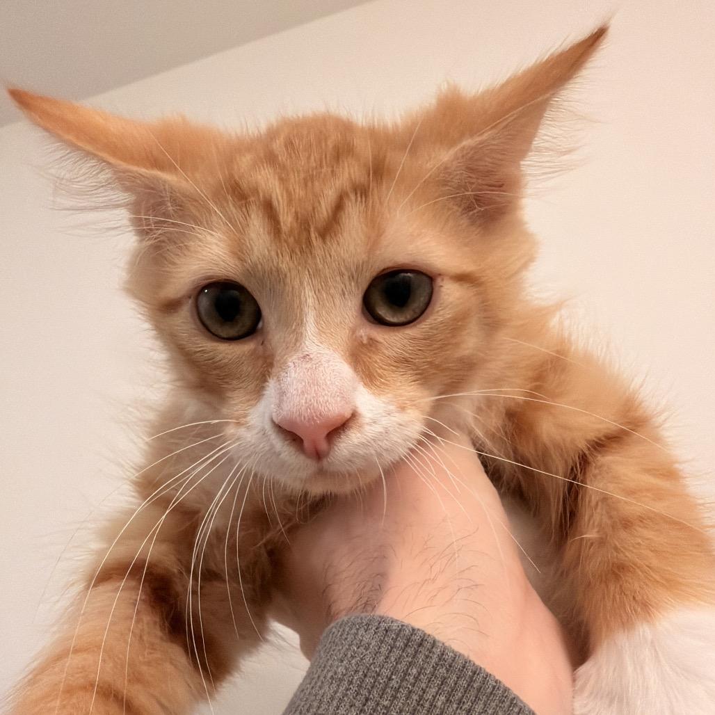 Jasper, Adoptable, Kitten Male Domestic Medium Hair.