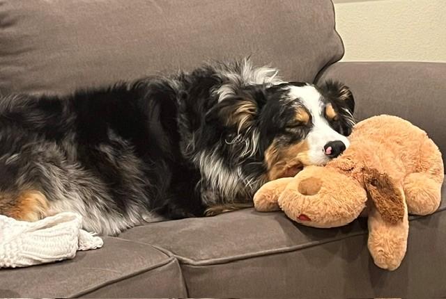 Charly, a Adoptable Australian Shepherd in Bend, OR image 2/6