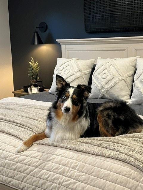 Charly, Adoptable, Adult Female Australian Shepherd.