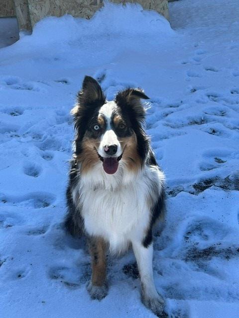 Charly, a Adoptable Australian Shepherd in Bend, OR image 4/6