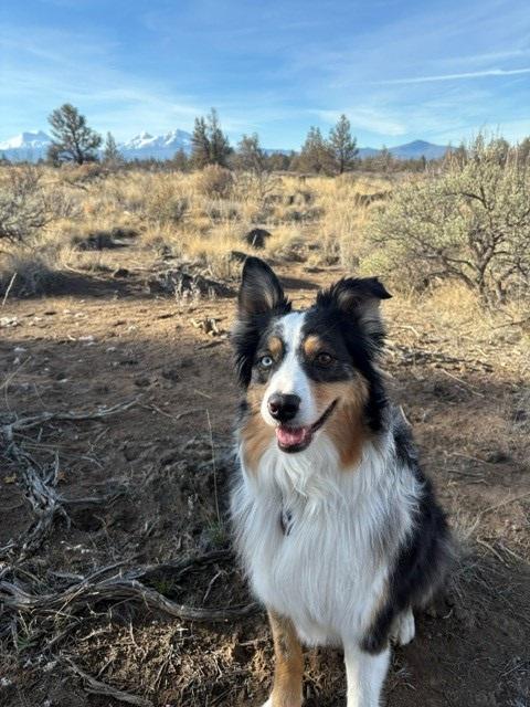 Charly, a Adoptable Australian Shepherd in Bend, OR image 5/6