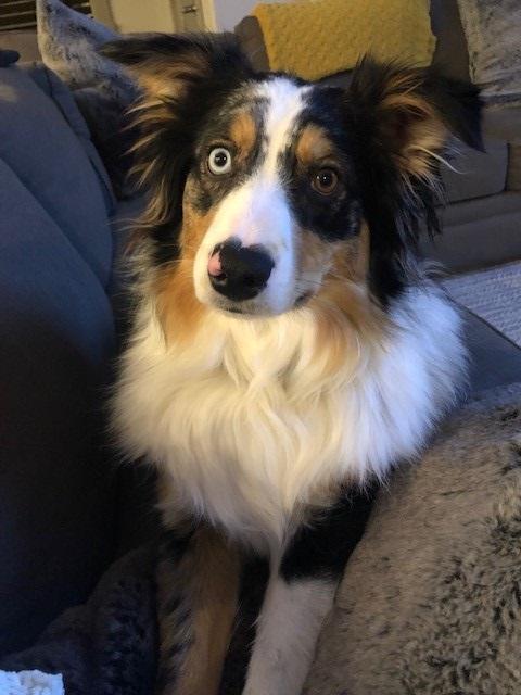 Charly, a Adoptable Australian Shepherd in Bend, OR image 3/6
