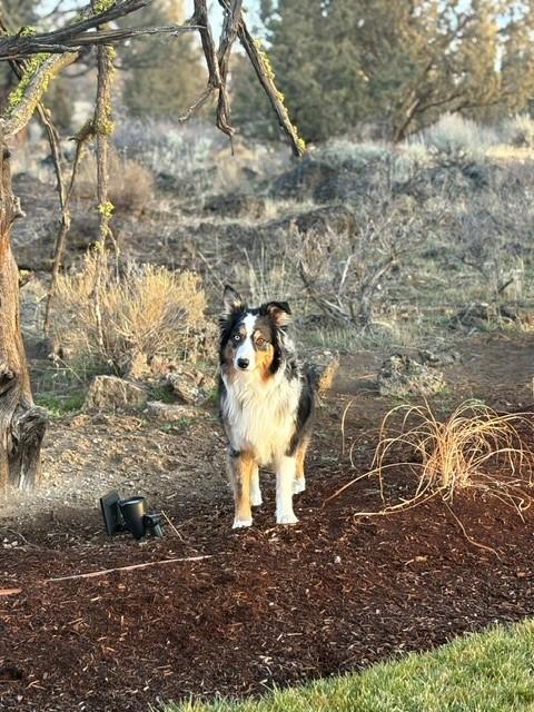 Charly, a Adoptable Australian Shepherd in Bend, OR image 6/6