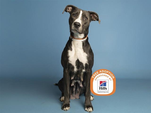 HUMMUS, Adoptable, Adult Female Pit Bull Terrier.