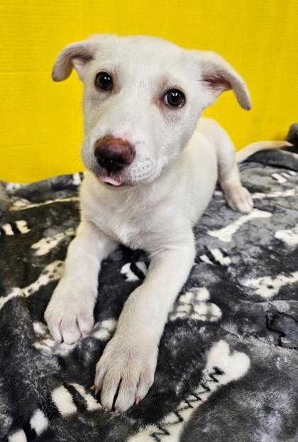 Moe, Adoptable, Puppy Male Shepherd & Mixed Breed.
