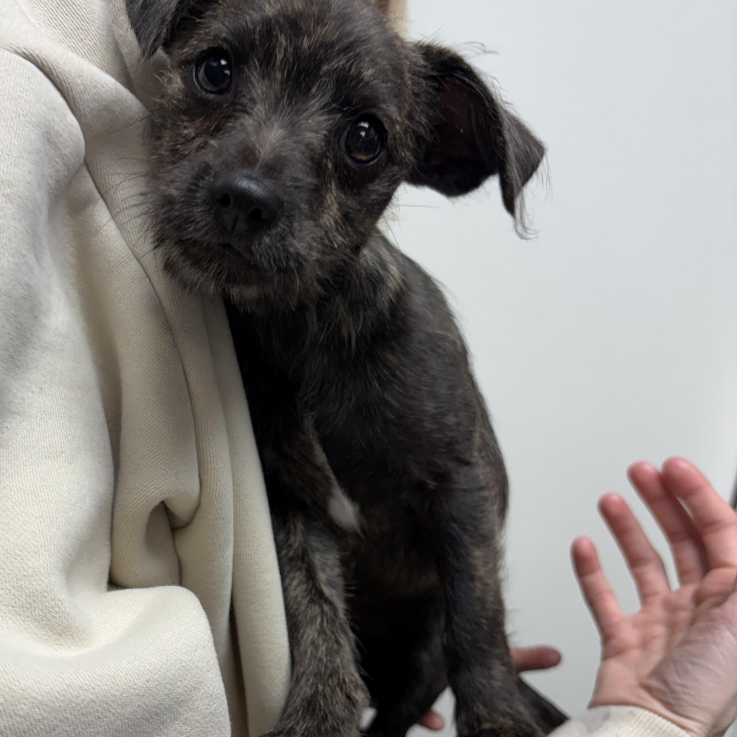 Pippa, Adoptable, Puppy Female Mixed Breed.