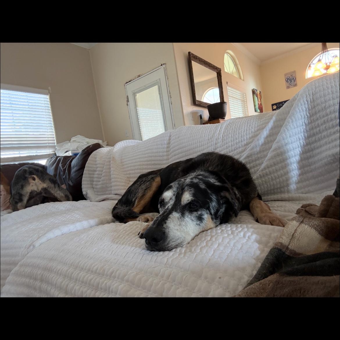 Drago, ADOPTABLE, Senior Male Mixed Breed.