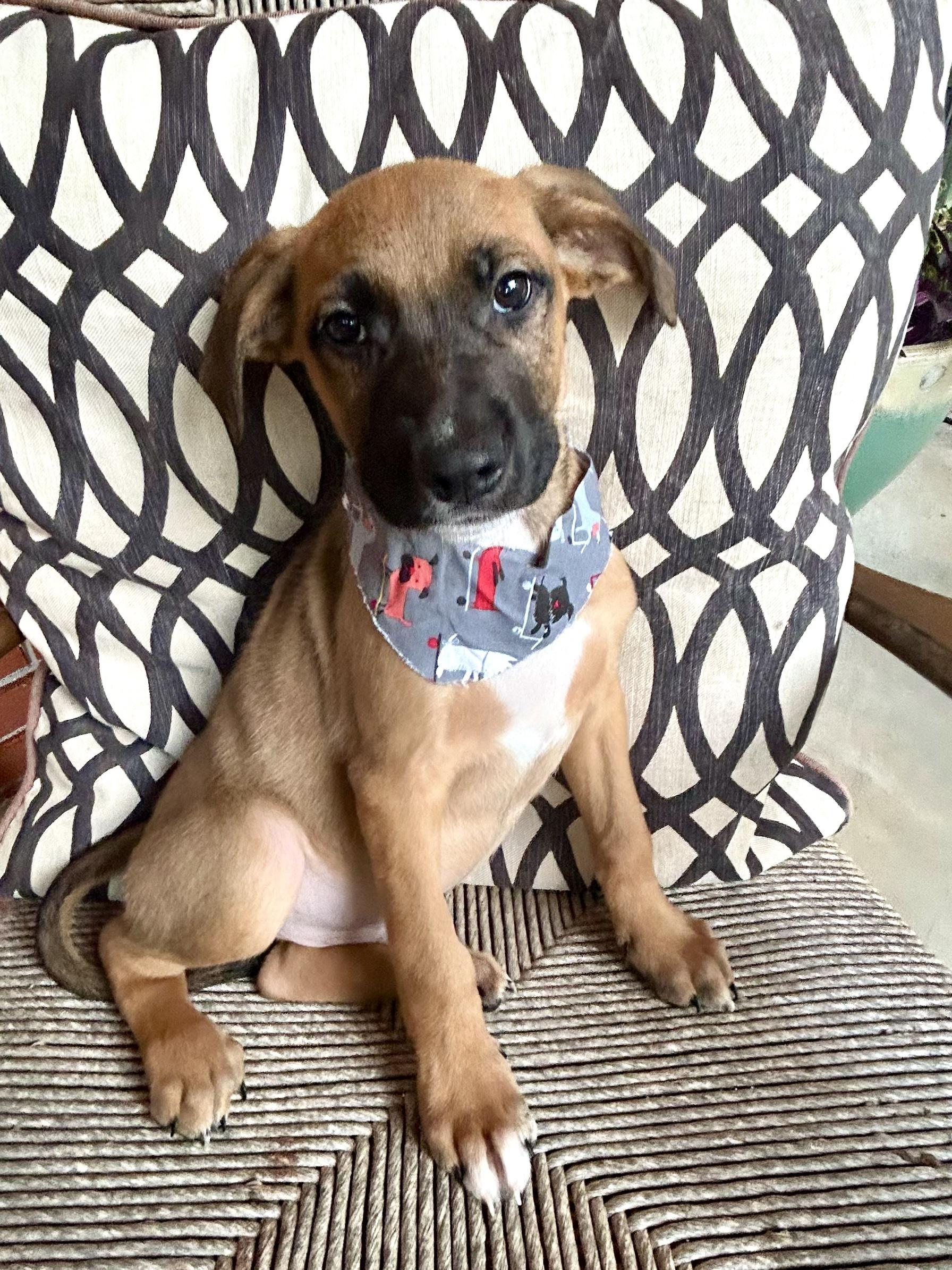 FINNIGAN, Baby Male Shepherd