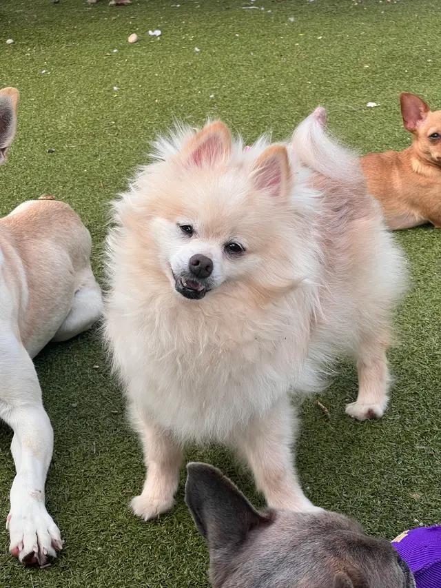 Adonis, an adoptable Pomeranian in Florence, IN, 47020 | Photo Image 2