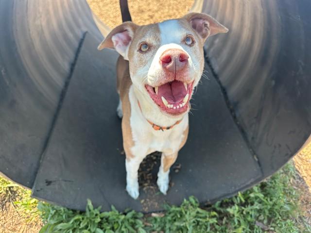 Enlarge ATLAS, a Adoptable Pit Bull Terrier in McKinleyville, CA image 1/1