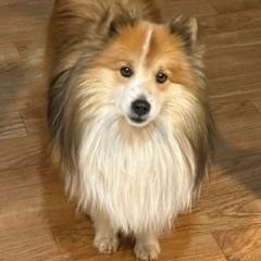 Enlarge Judge, a Adopted Shetland Sheepdog / Sheltie in Nixa, MO image 1/1