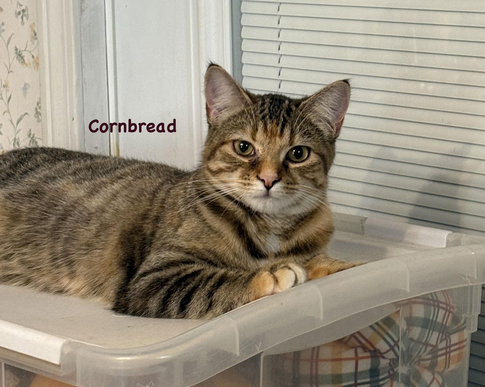 Cornbread, Adoptable, Adult Female Domestic Short Hair & Tabby.