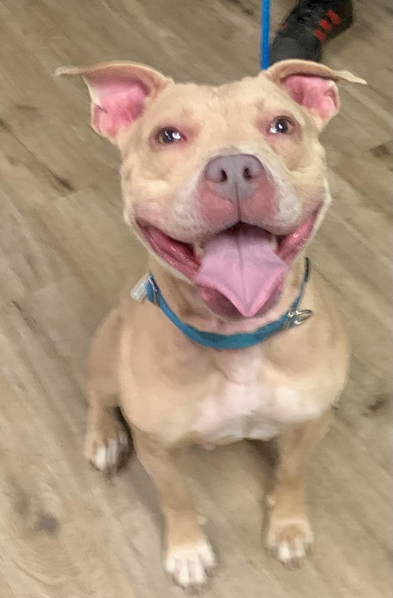 Valentina, a ADOPTABLE mixed breed in McKeesport, PA image 2/6