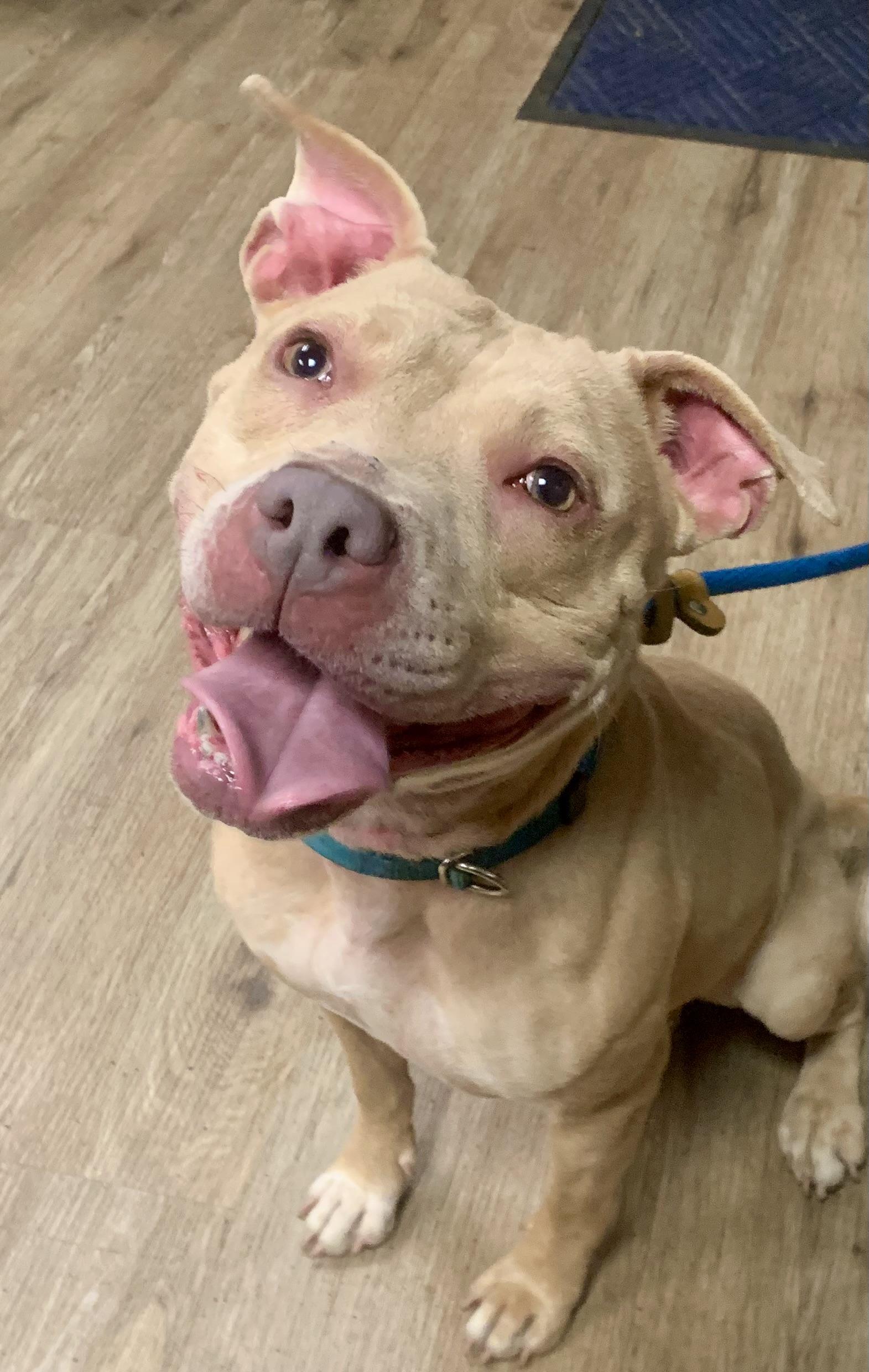 Valentina, a ADOPTABLE mixed breed in McKeesport, PA image 3/6