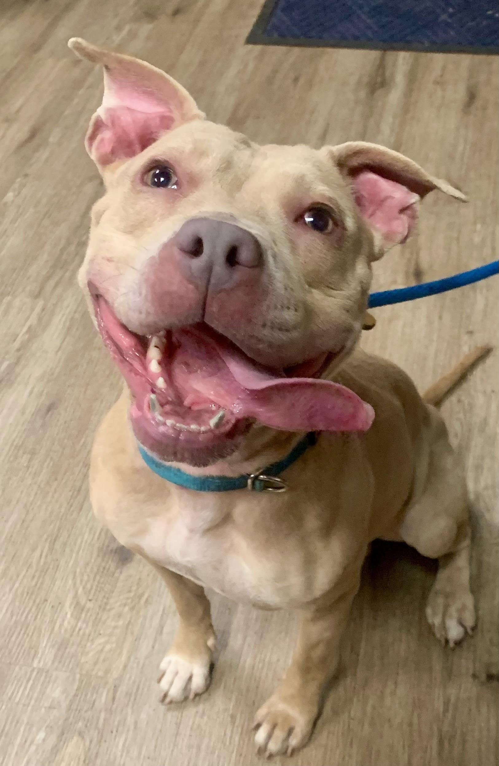 Valentina, a ADOPTABLE mixed breed in McKeesport, PA image 4/6