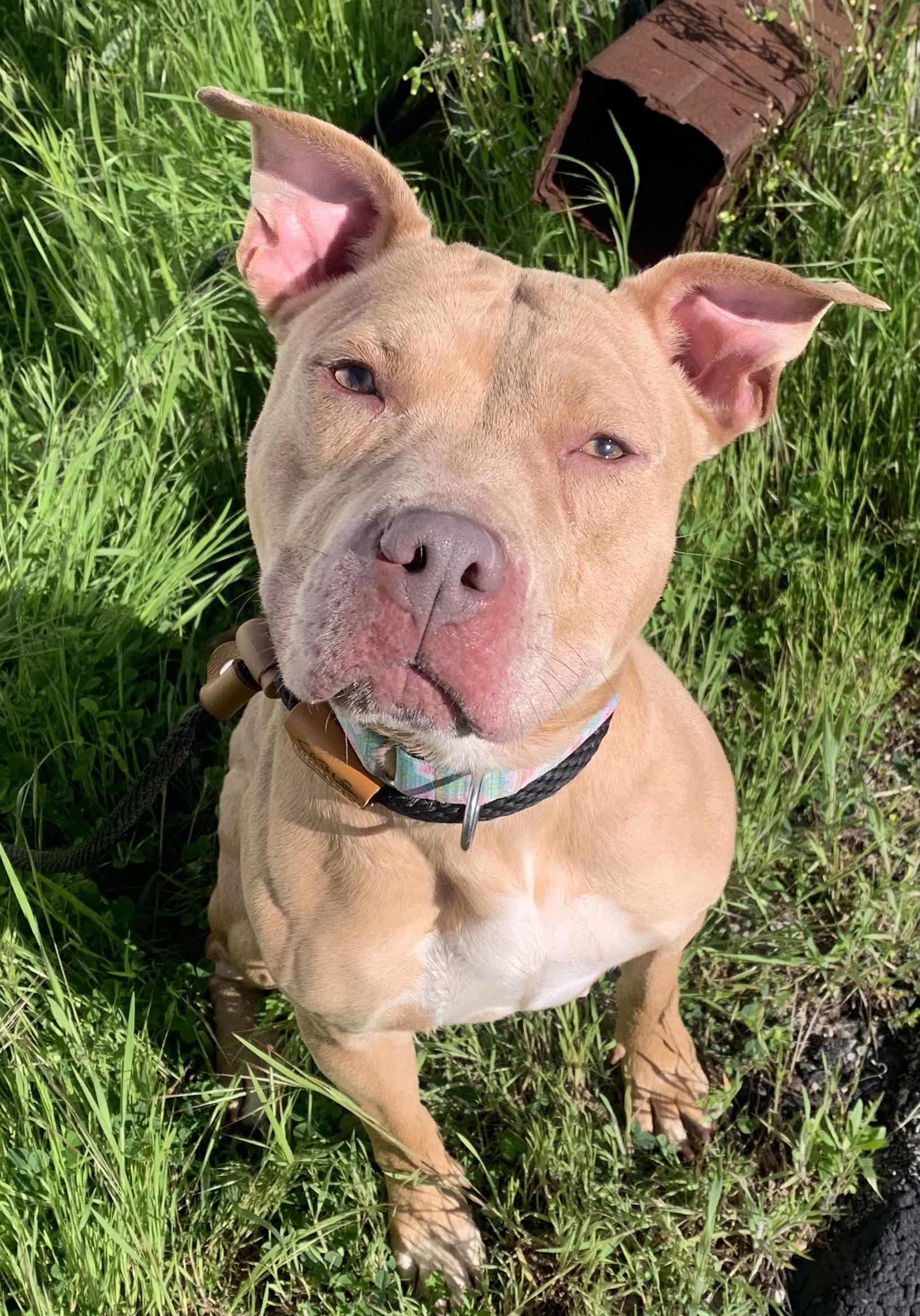 Enlarge Valentina adoption fee covered, a ADOPTABLE mixed breed in McKeesport, PA image 2/6