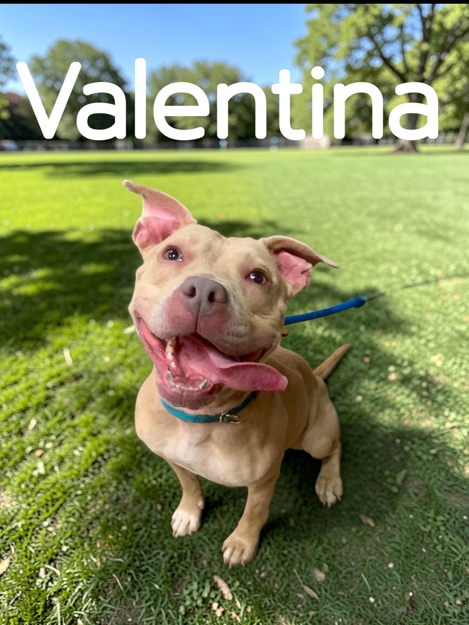 Valentina, ADOPTABLE, Young Female Pit Bull Terrier.