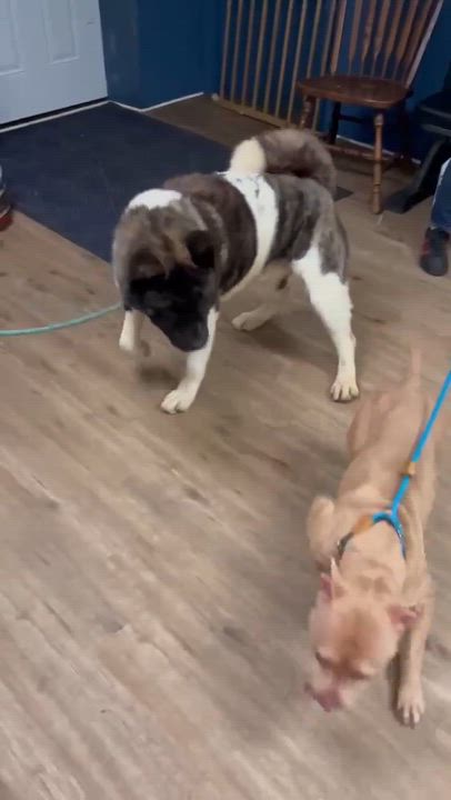 Enlarge Valentina, a ADOPTABLE mixed breed in McKeesport, PA video 6/6