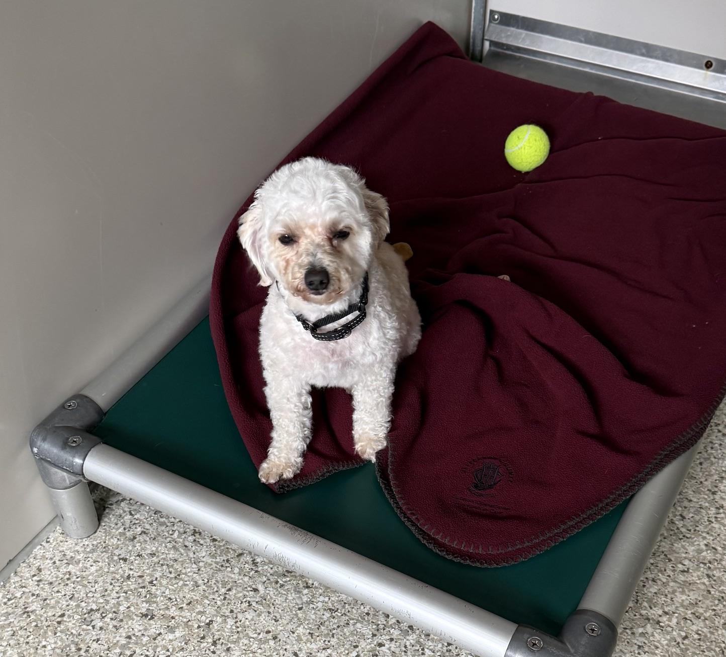 Cayden, an adopted Poodle in Fairfield, IA image 1/2