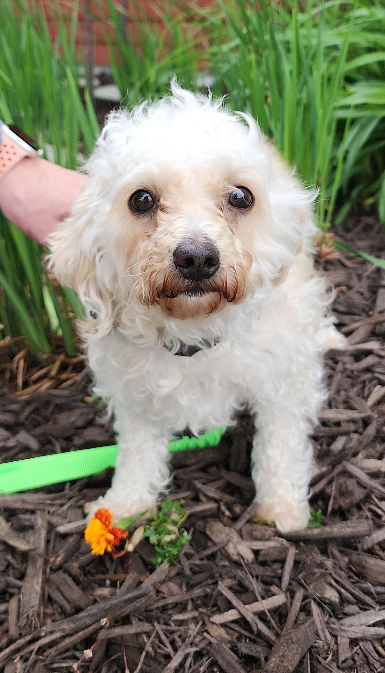 Cayden, an adopted Poodle in Fairfield, IA image 2/2