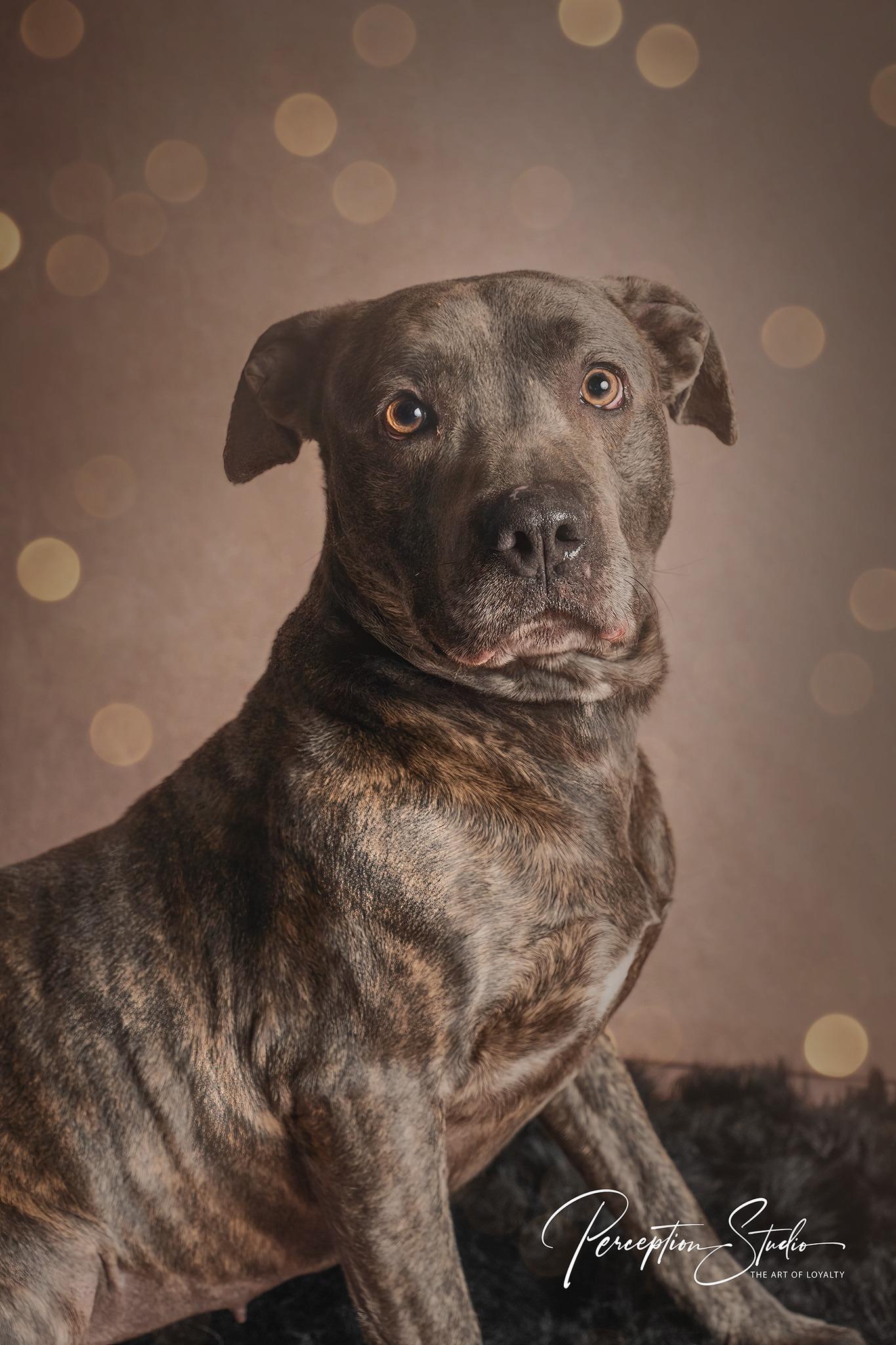 Luna, ADOPTABLE, Adult Female Pit Bull Terrier.