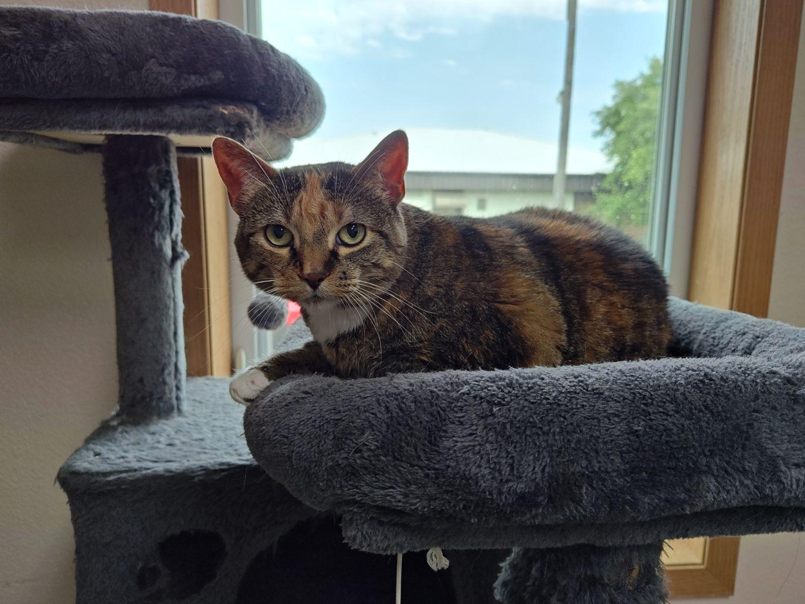 Lilah, a ADOPTABLE Domestic Short Hair in Wahpeton, ND image 2/2