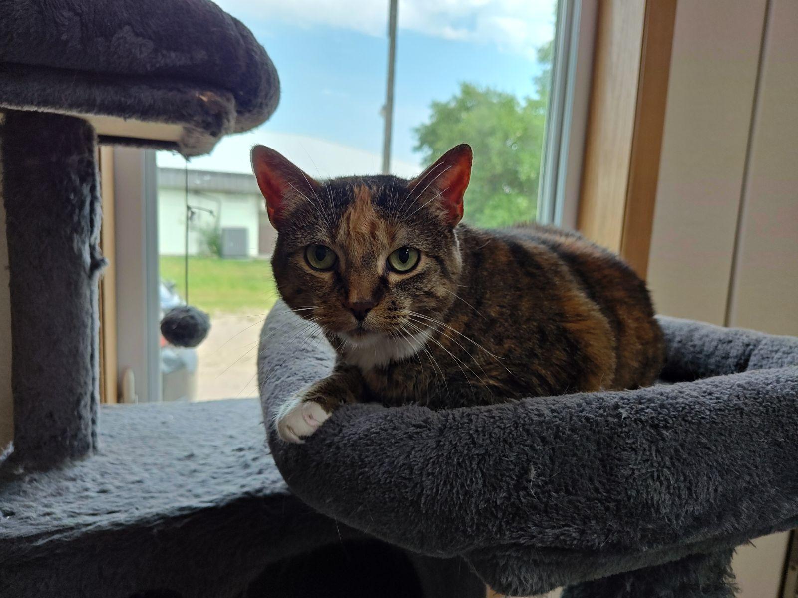 Lilah, ADOPTABLE, Adult Female Domestic Short Hair.