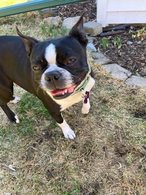 Enlarge Lucy, a ADOPTABLE Boston Terrier in Waukesha, WI image 3/6